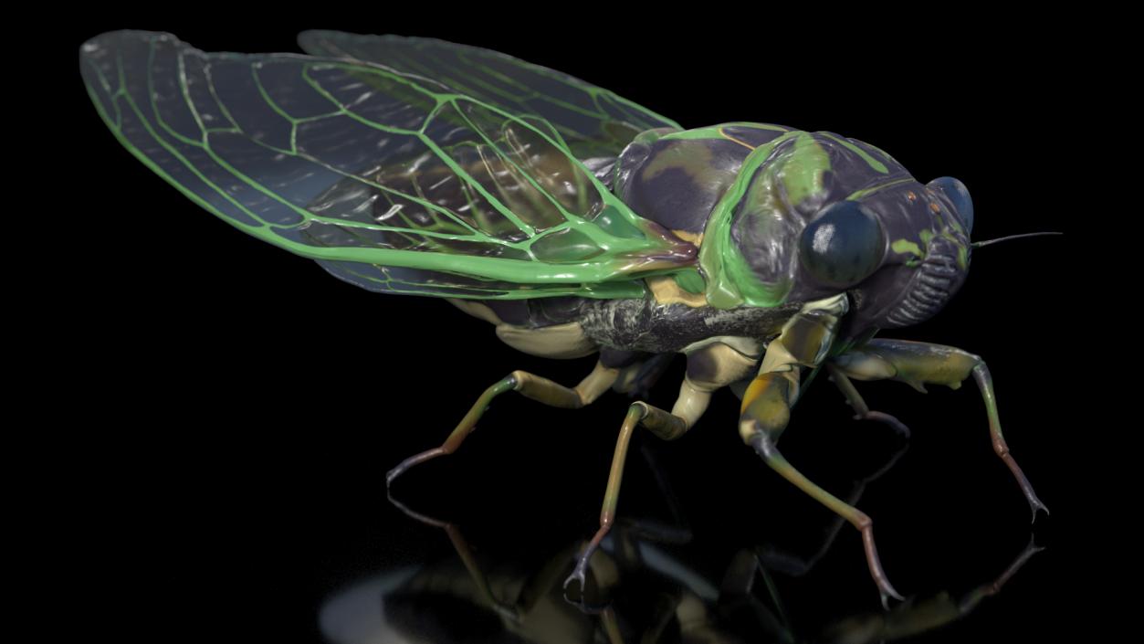 Cicada Rigged for Maya 3D