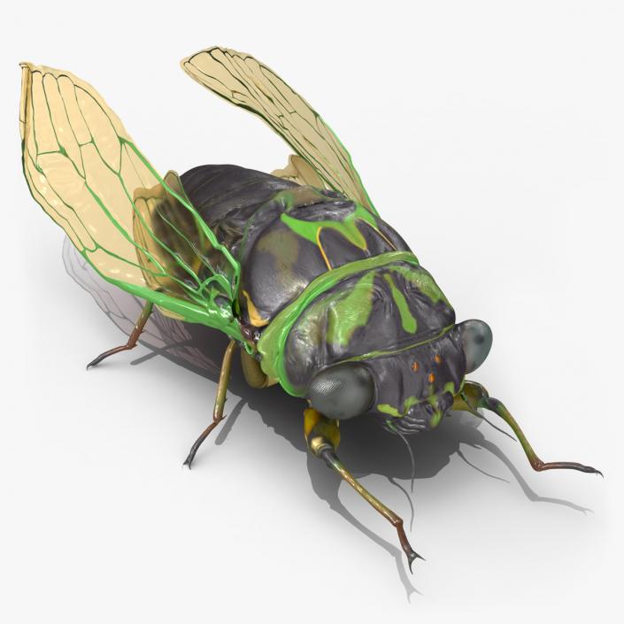 Cicada Rigged for Maya 3D