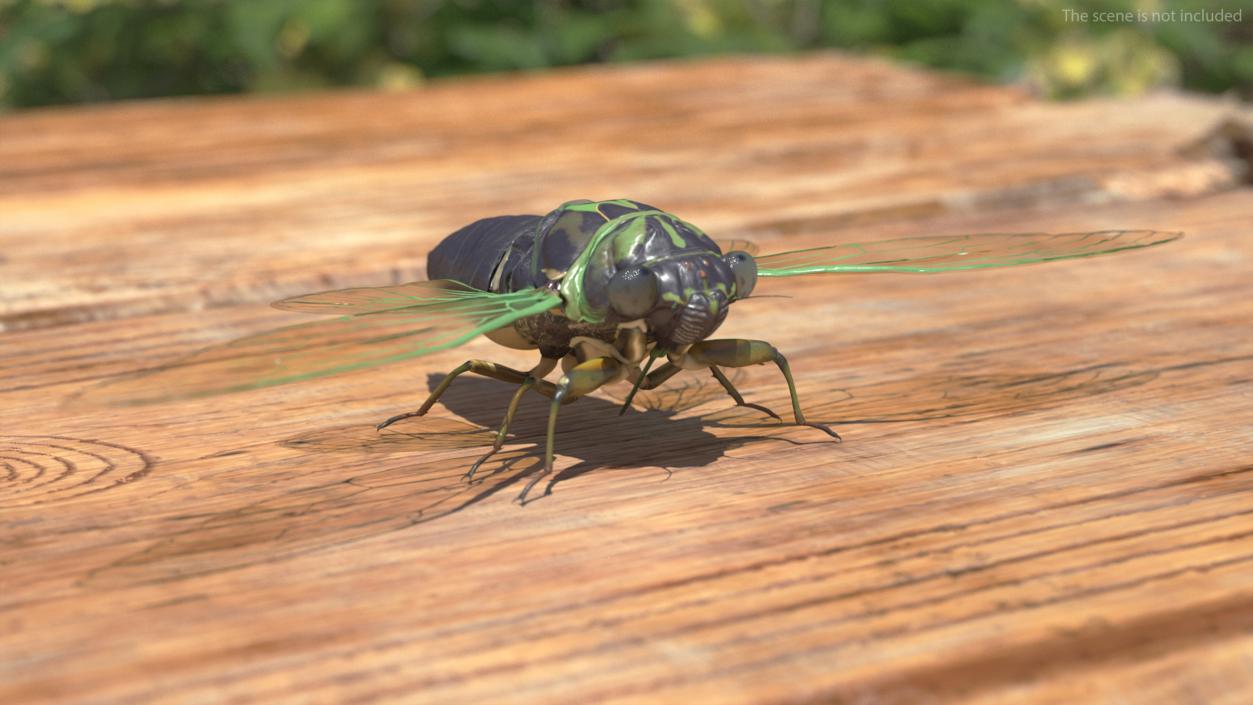 Cicada Rigged for Cinema 4D 3D