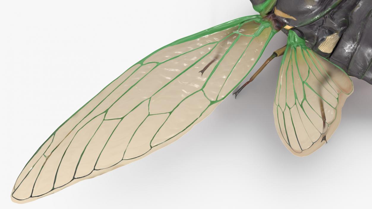 Cicada Rigged for Cinema 4D 3D