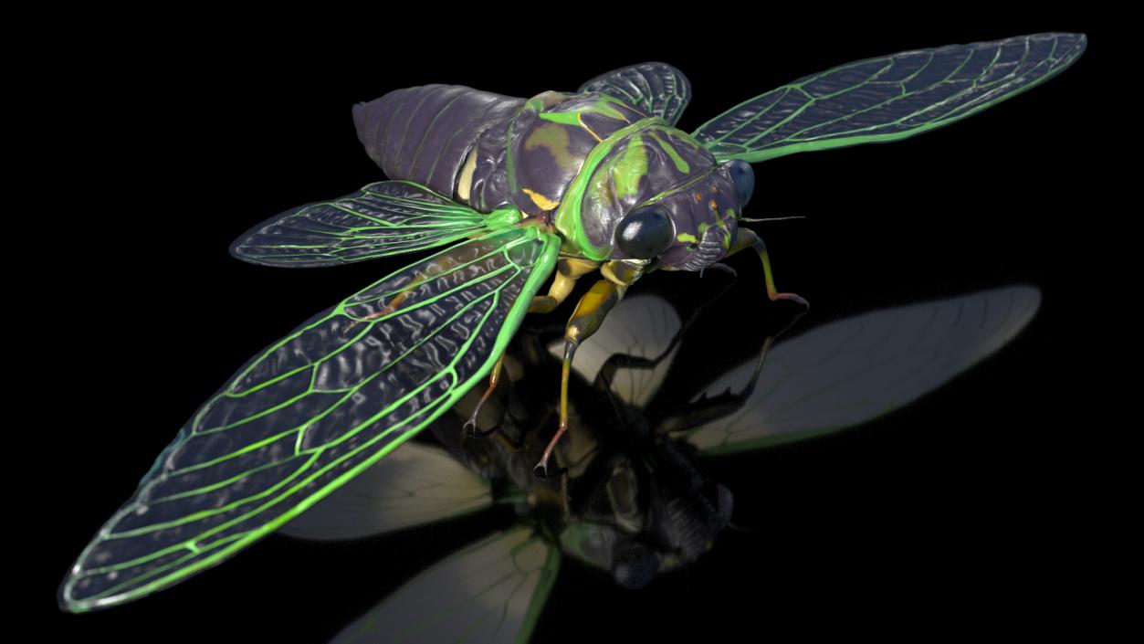 Cicada Rigged for Cinema 4D 3D