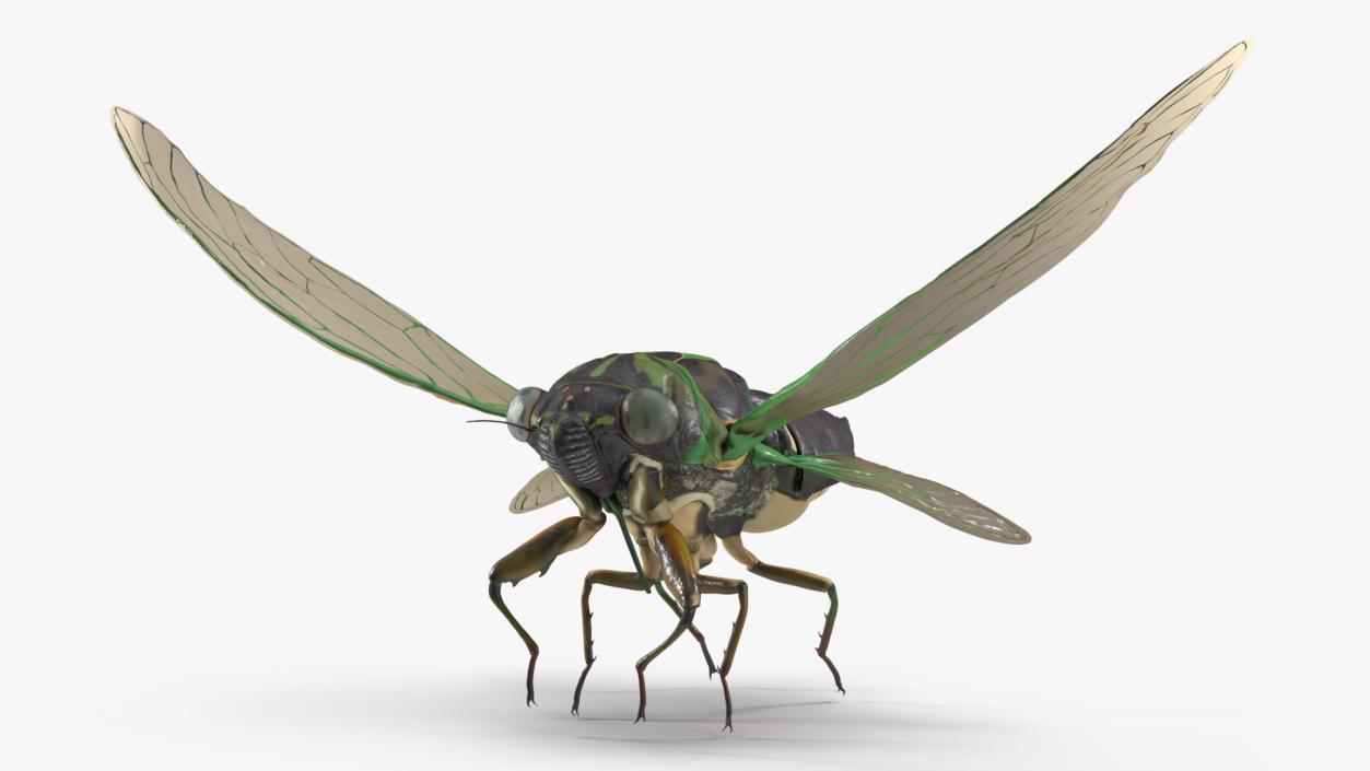 Cicada Rigged for Cinema 4D 3D