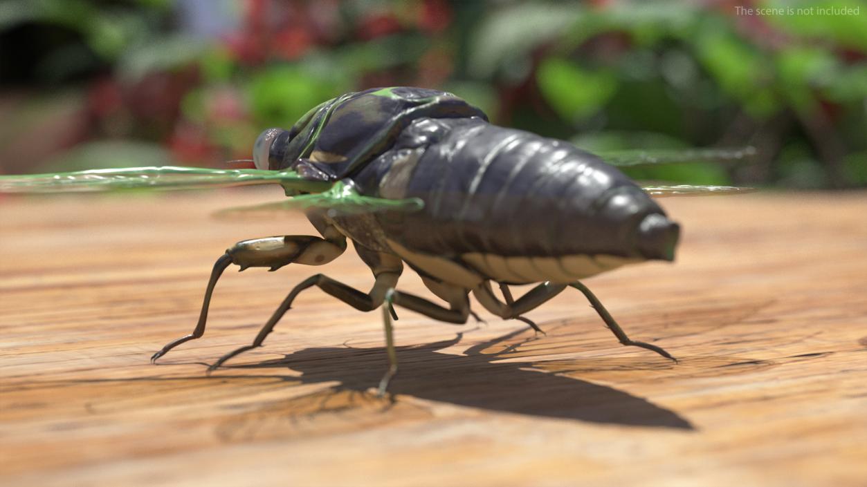 Cicada Rigged for Cinema 4D 3D