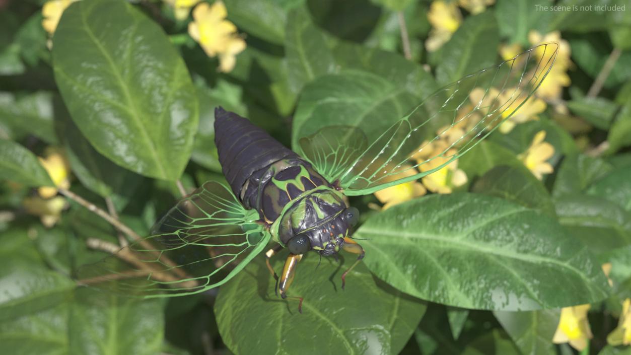 Cicada Rigged for Maya 3D