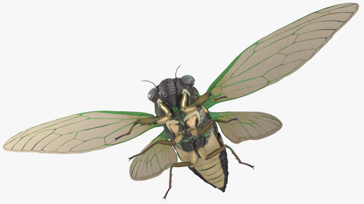 Cicada Rigged for Maya 3D