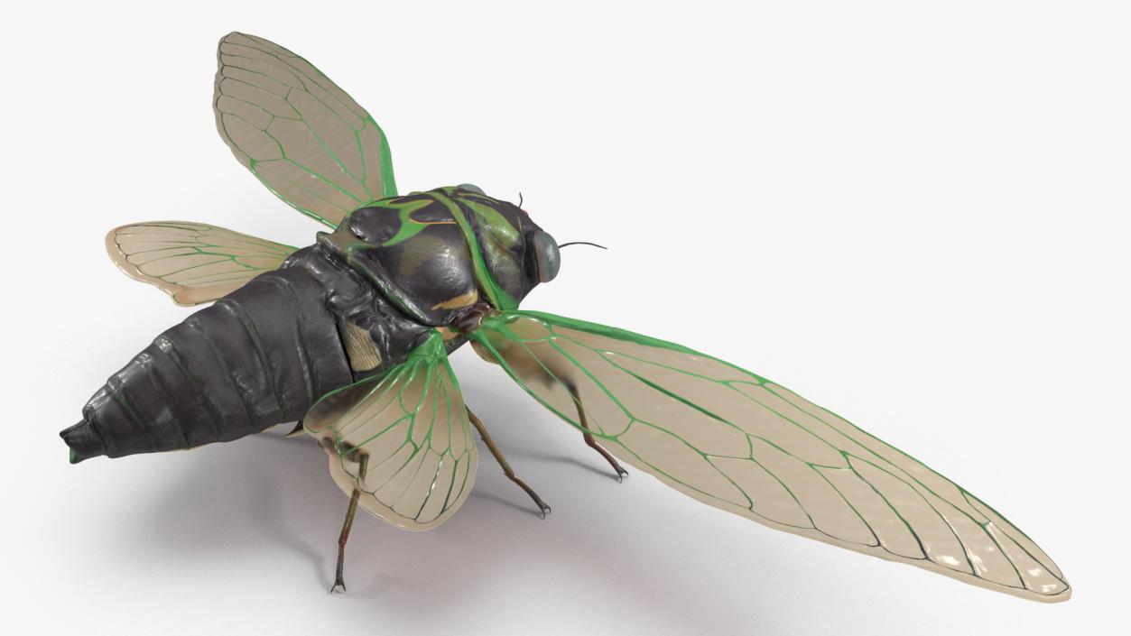 Cicada Rigged for Cinema 4D 3D