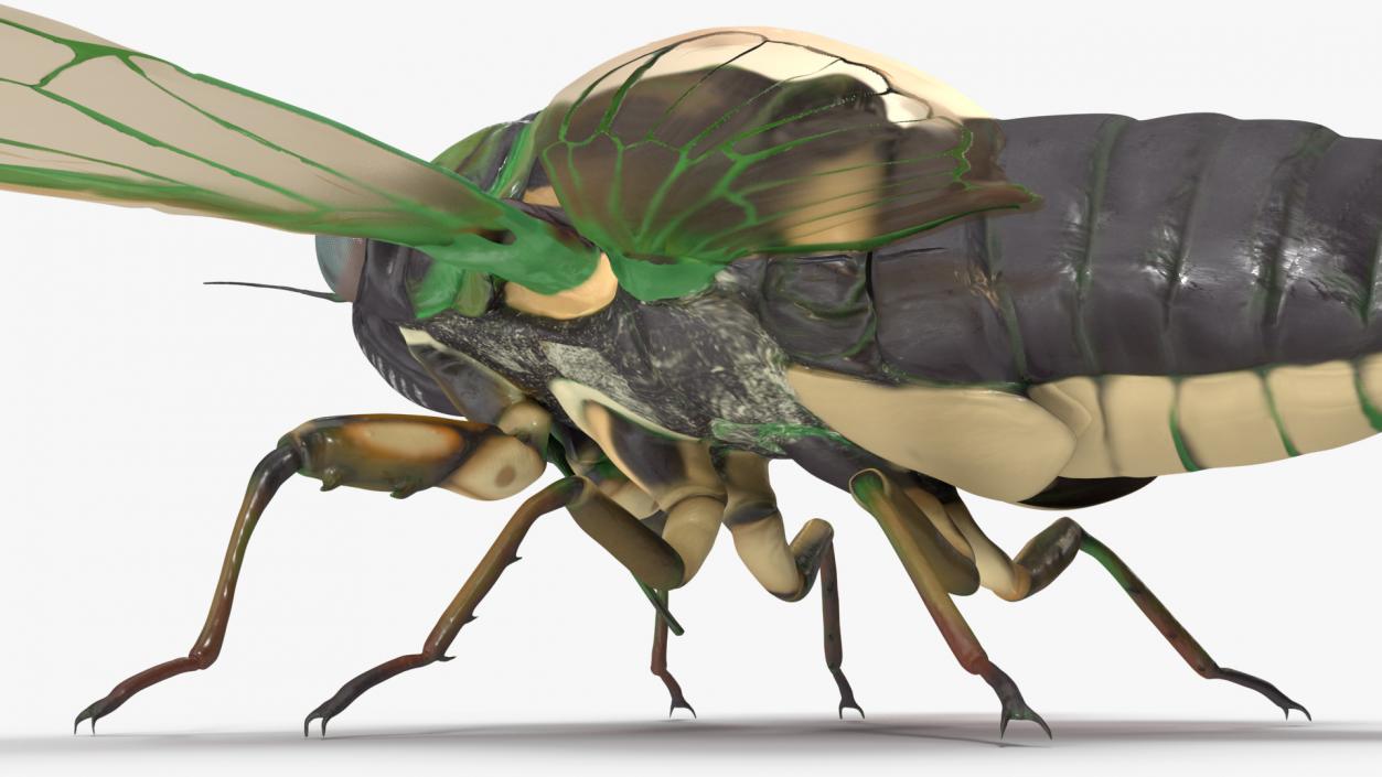 Cicada Rigged for Maya 3D