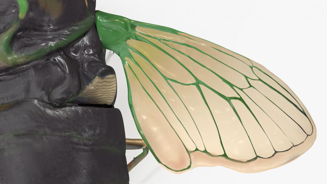 Cicada Rigged for Maya 3D