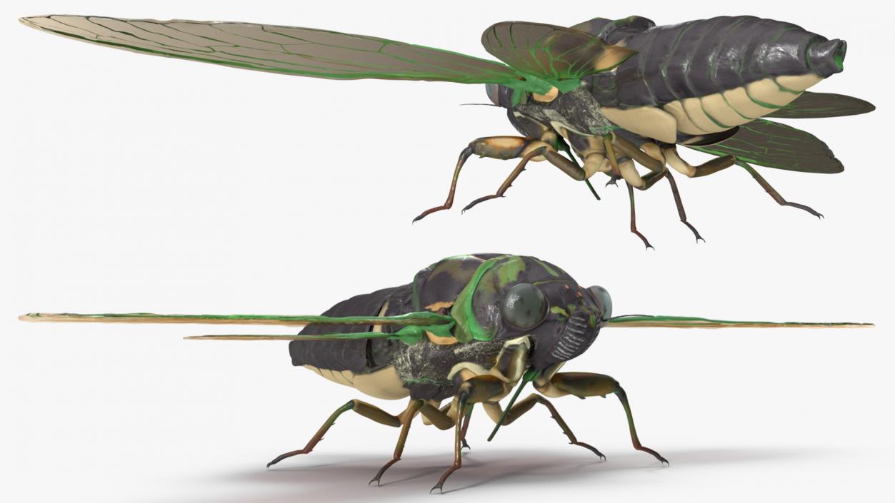 Cicada Rigged for Maya 3D