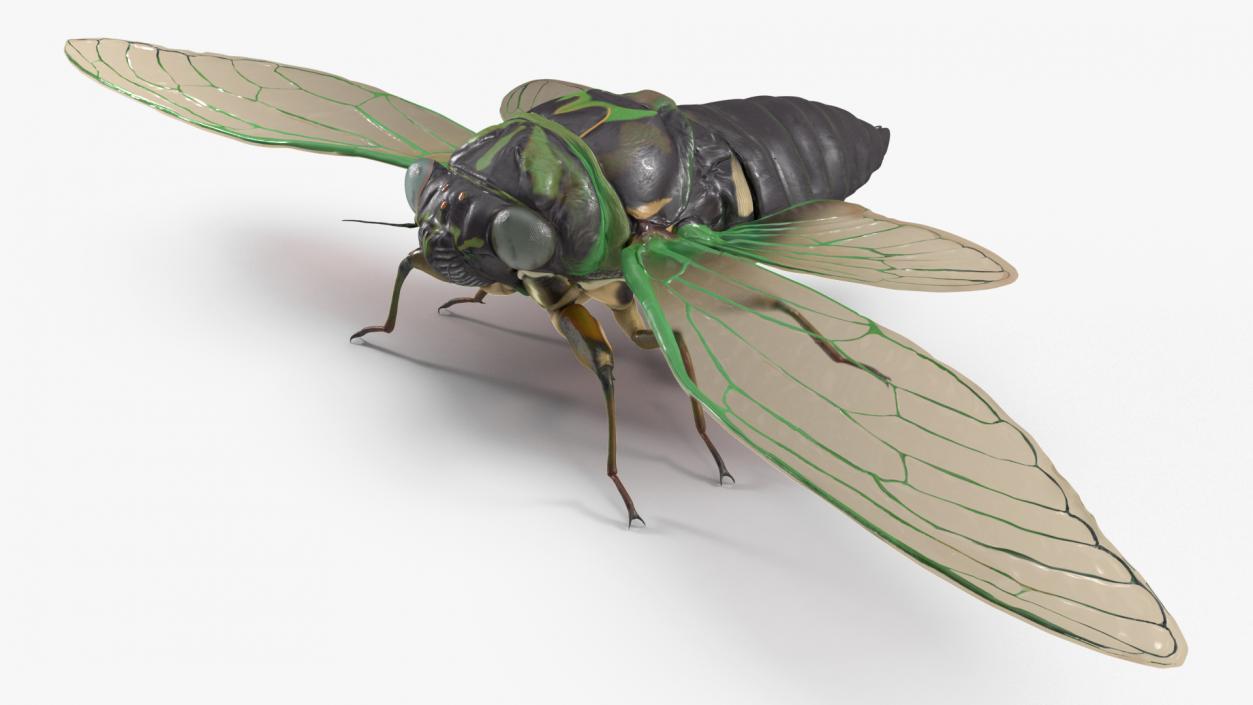 Cicada Rigged for Maya 3D