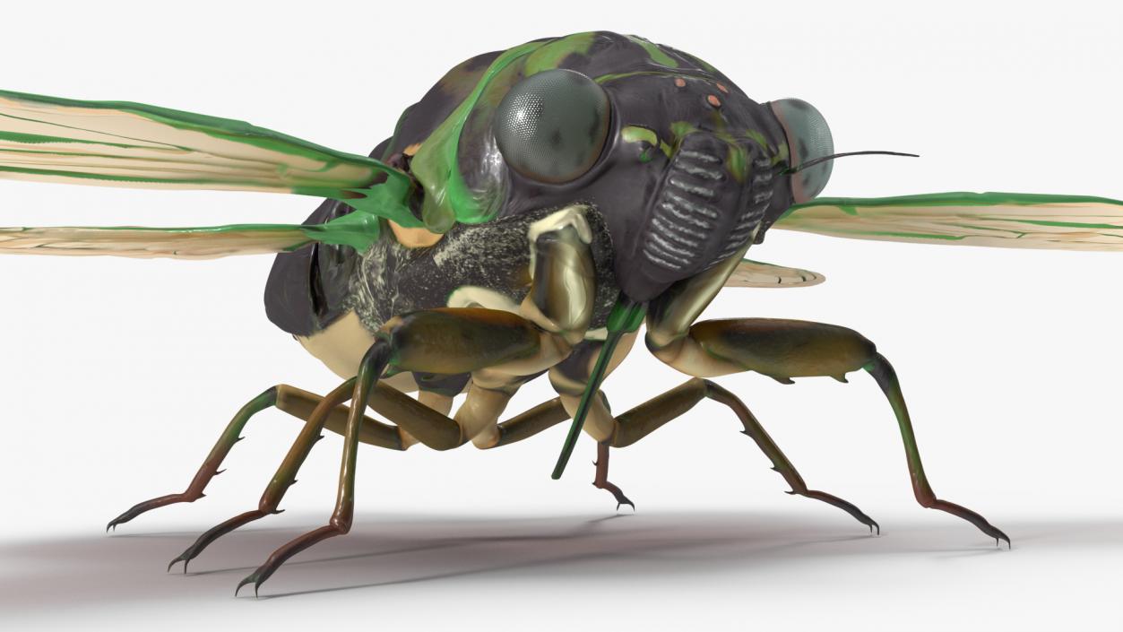 Cicada Rigged for Maya 3D