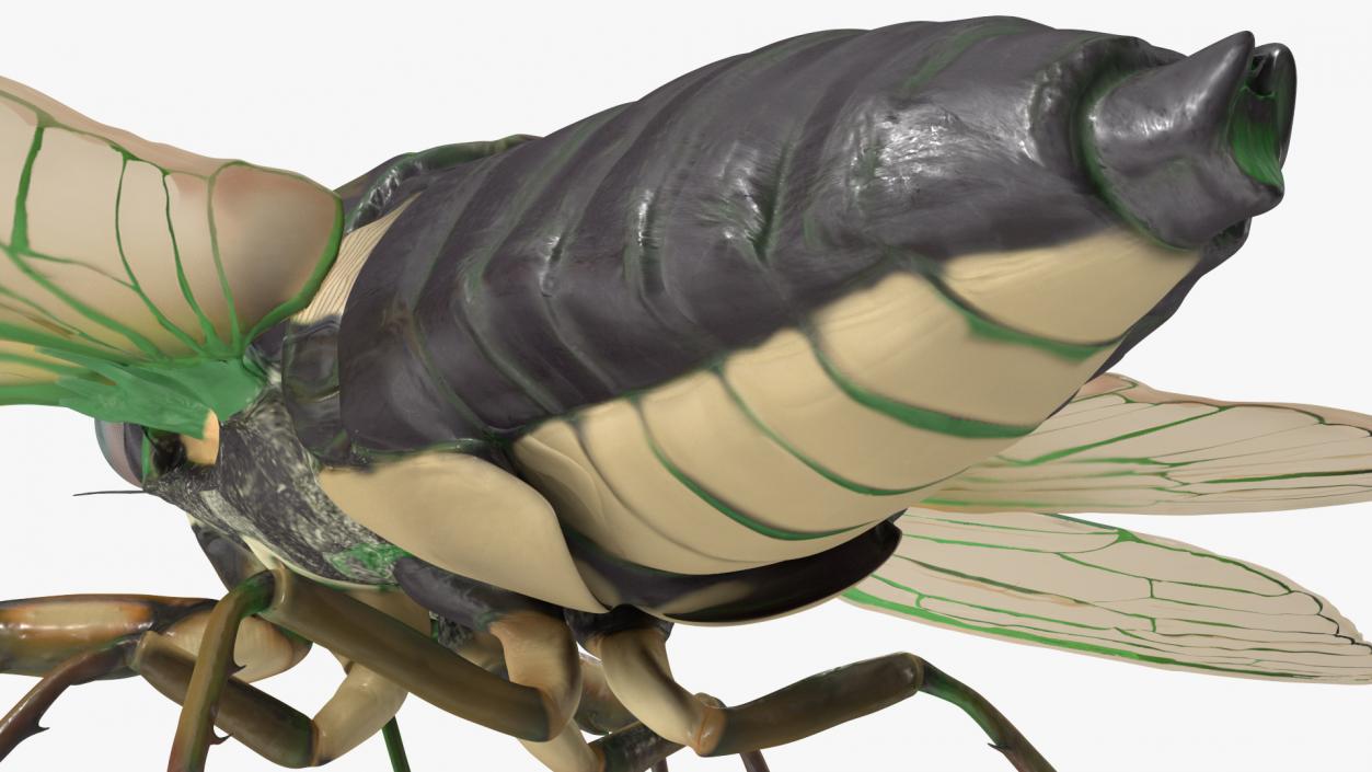 Cicada Rigged for Maya 3D