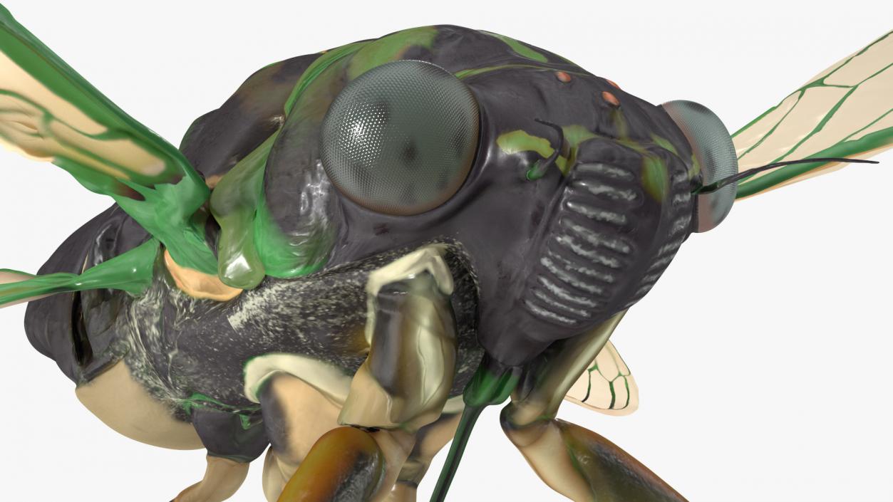 Cicada Rigged for Maya 3D