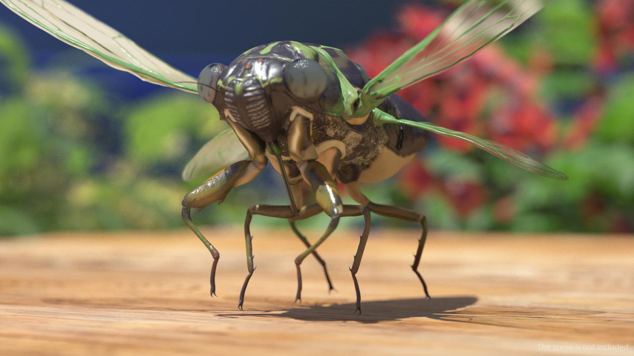 Cicada Rigged for Maya 3D