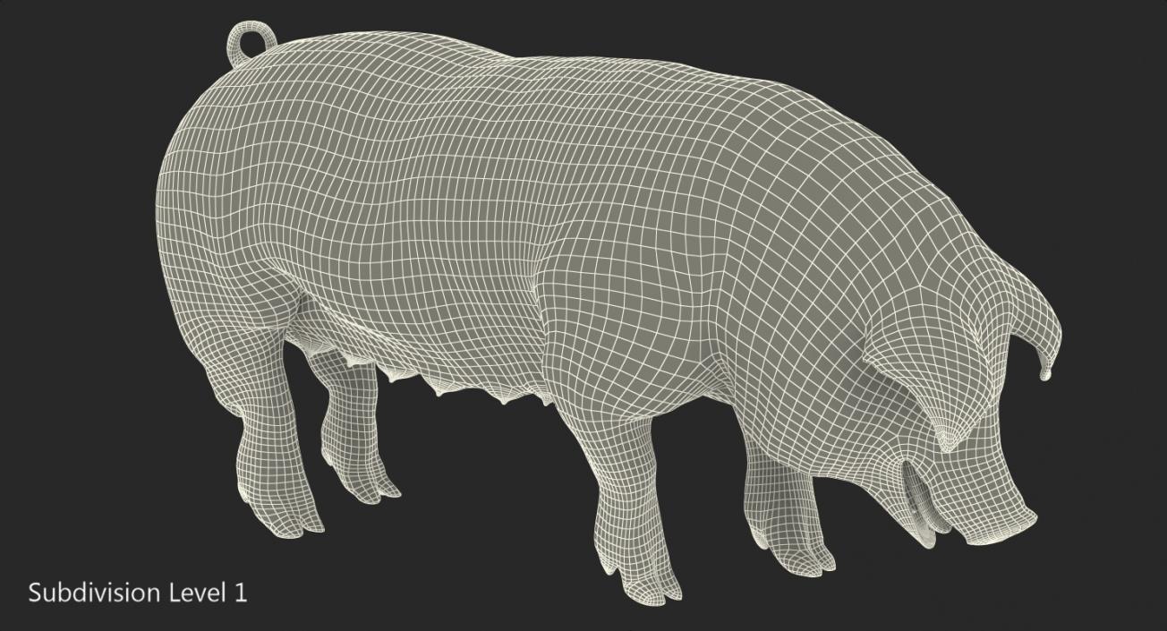 3D model Pig Sow Peitrain Standing Pose