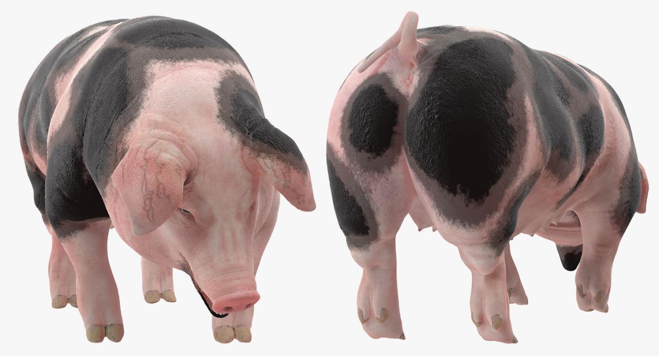 3D model Pig Sow Peitrain Standing Pose