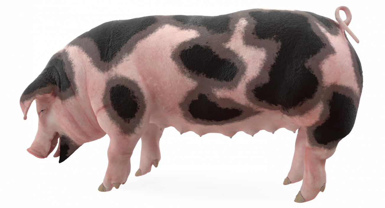 3D model Pig Sow Peitrain Standing Pose