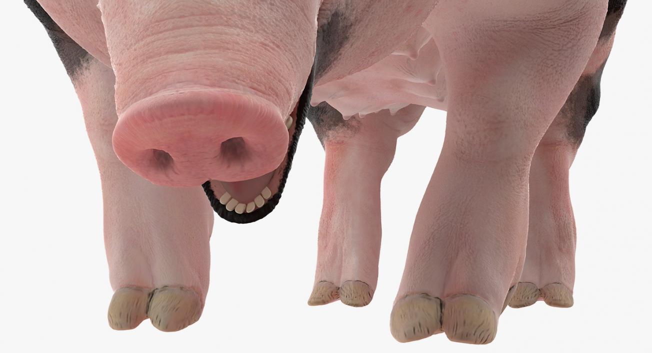 3D model Pig Sow Peitrain Standing Pose