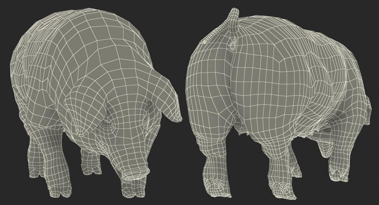 3D model Pig Sow Peitrain Standing Pose