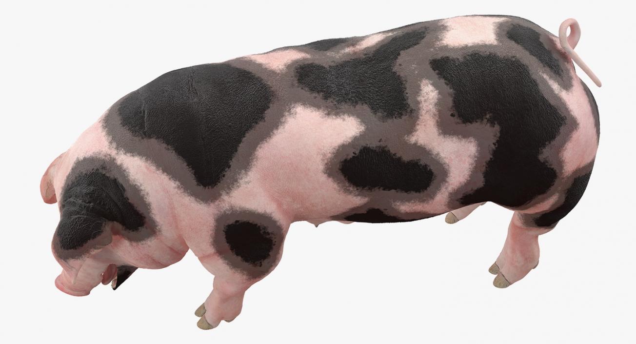 3D model Pig Sow Peitrain Standing Pose