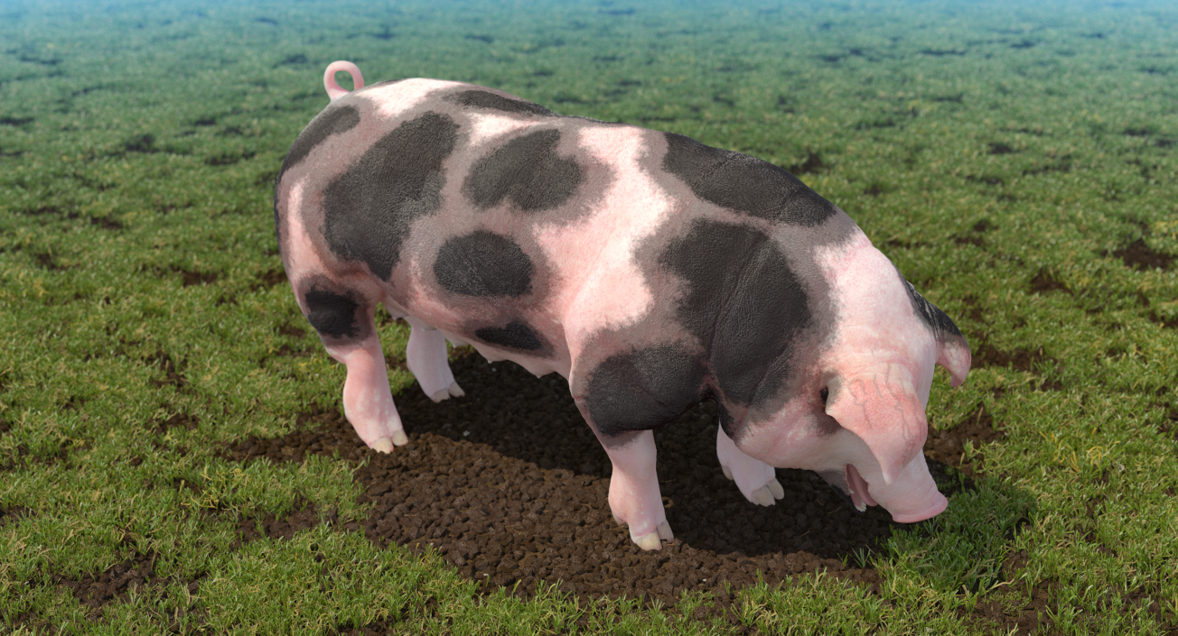 3D model Pig Sow Peitrain Standing Pose