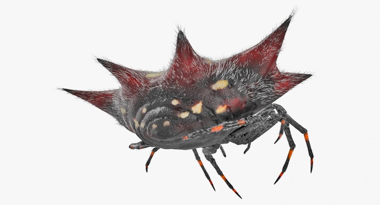 Gasteracantha Spider Walking Pose with Fur 3D