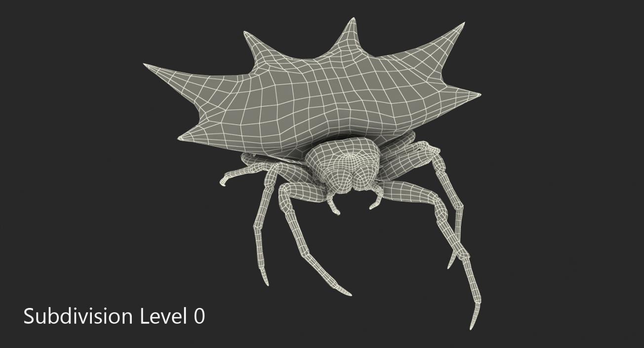 Gasteracantha Spider Walking Pose with Fur 3D