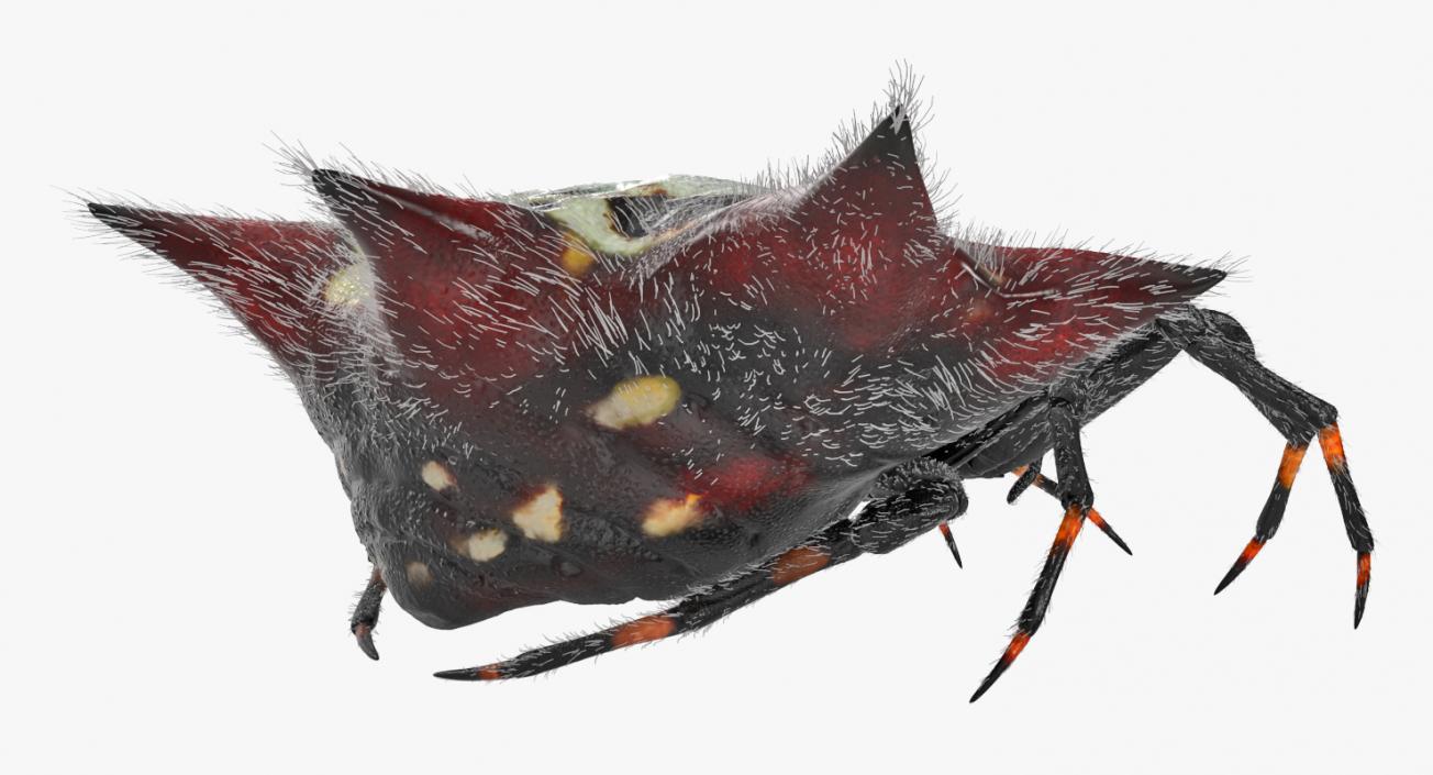 Gasteracantha Spider Walking Pose with Fur 3D