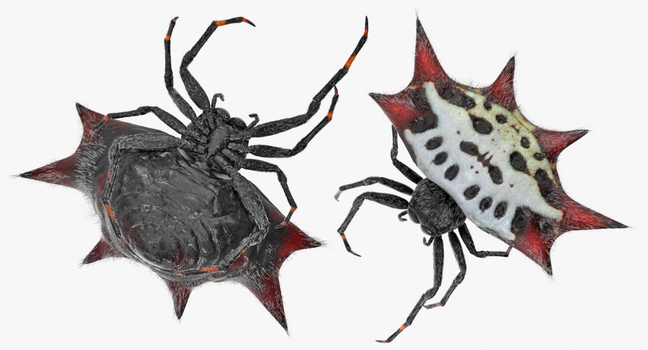 Gasteracantha Spider Walking Pose with Fur 3D