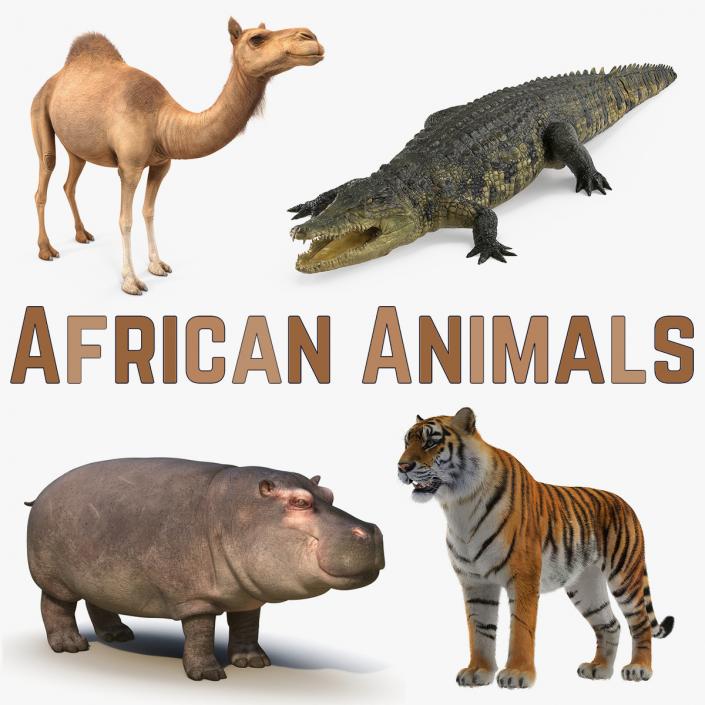 3D African Animals 3D Models Collection