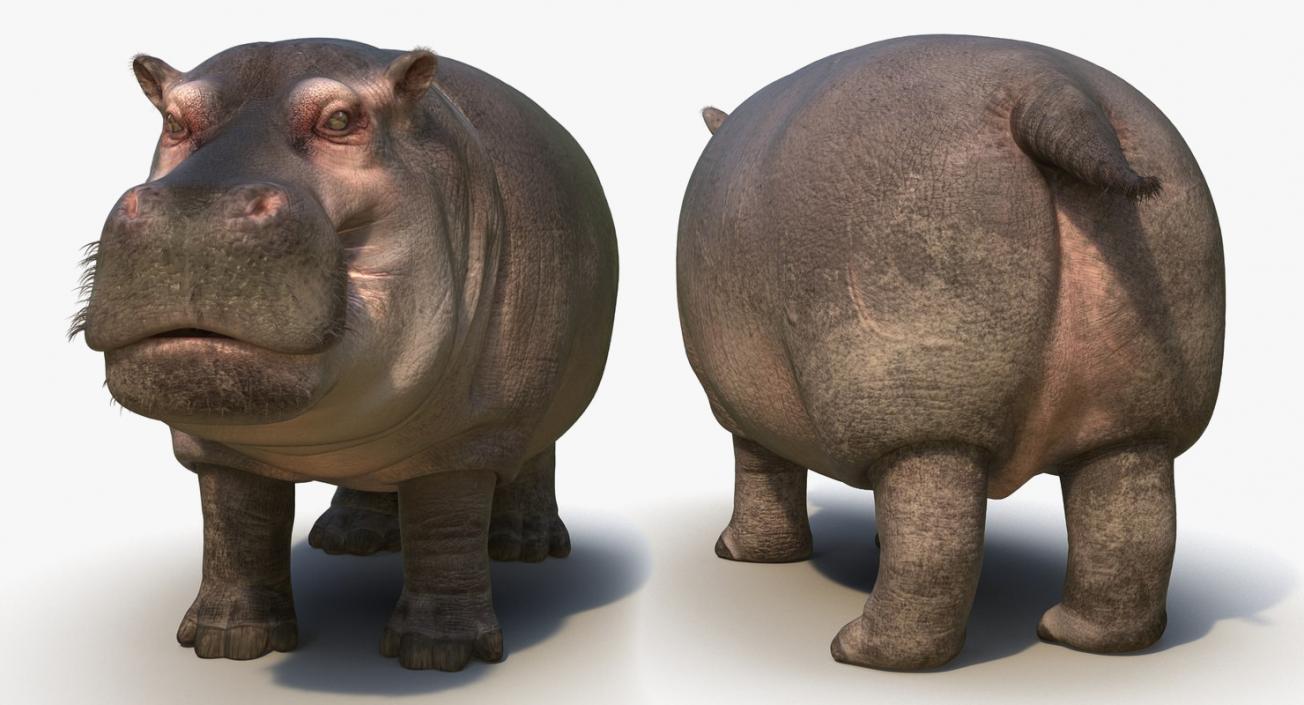 3D African Animals 3D Models Collection