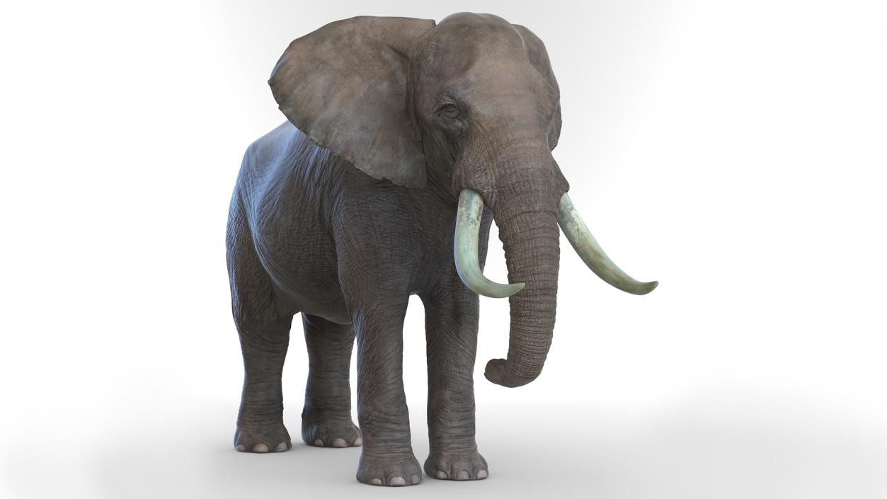 African Elephant Photorealistic Rigged Fur 3D