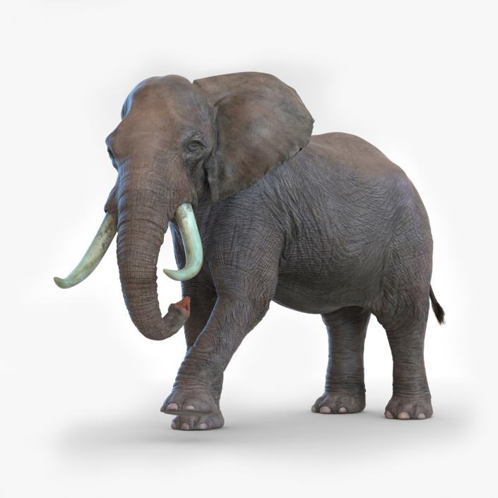 African Elephant Photorealistic Rigged Fur 3D