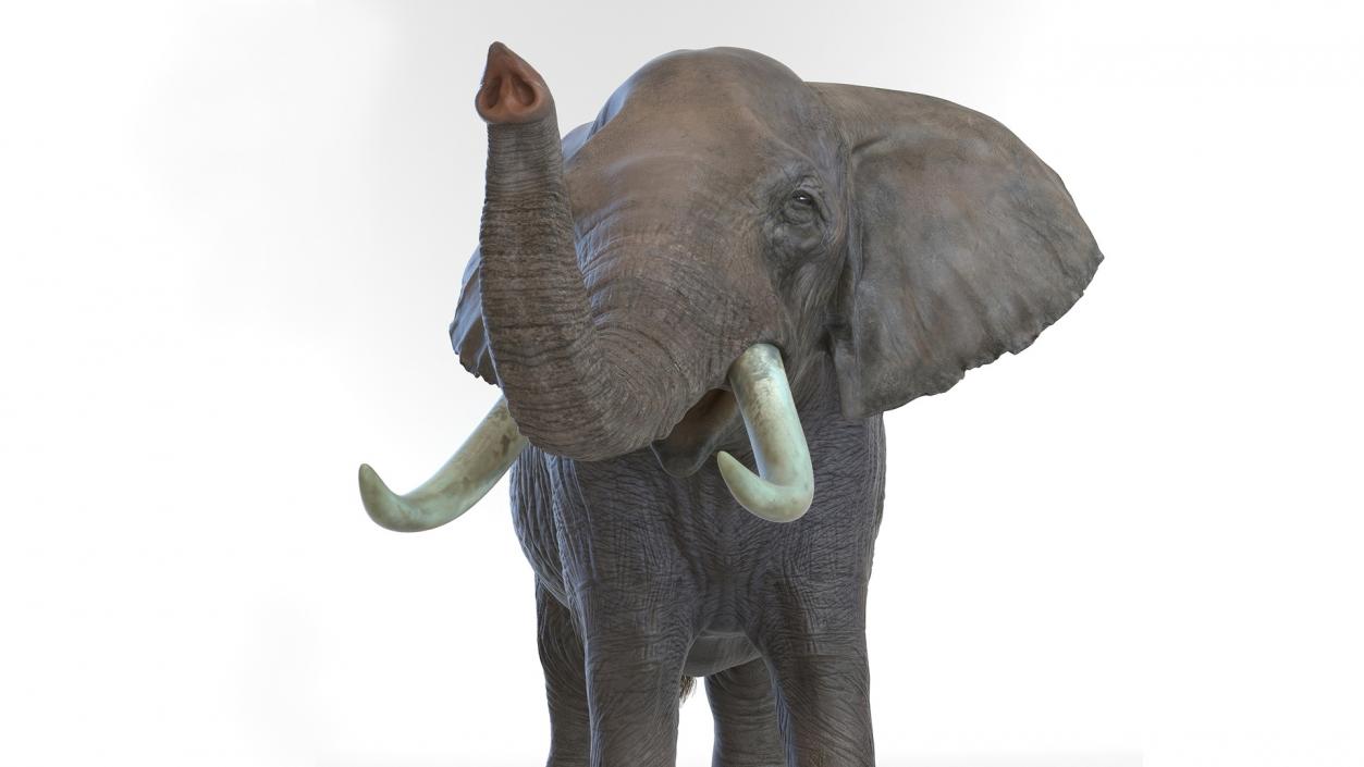 African Elephant Photorealistic Rigged Fur 3D