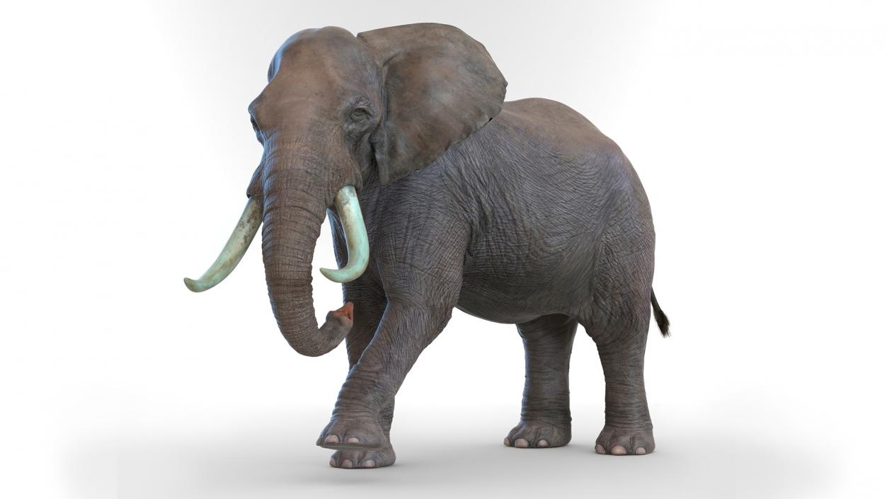 African Elephant Photorealistic Rigged Fur 3D