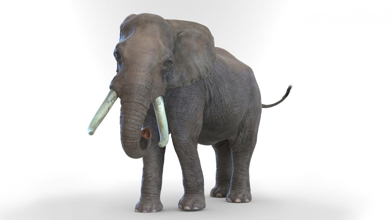 African Elephant Photorealistic Rigged Fur 3D