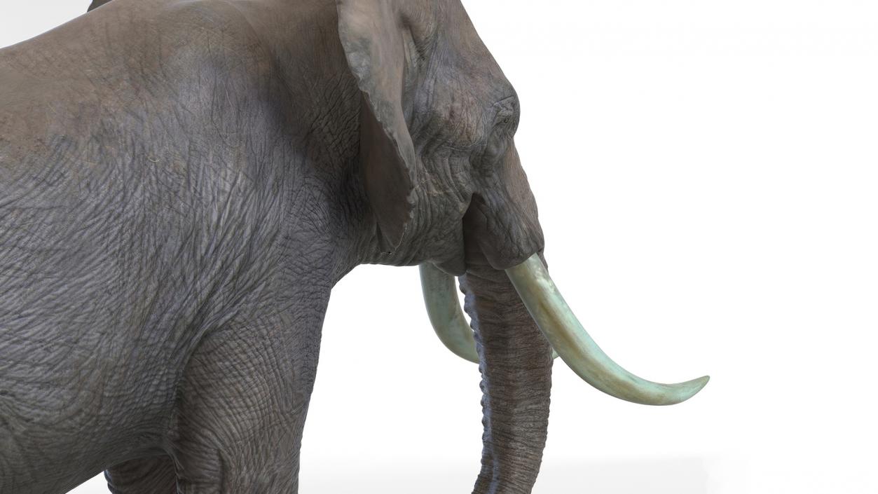 African Elephant Photorealistic Rigged Fur 3D