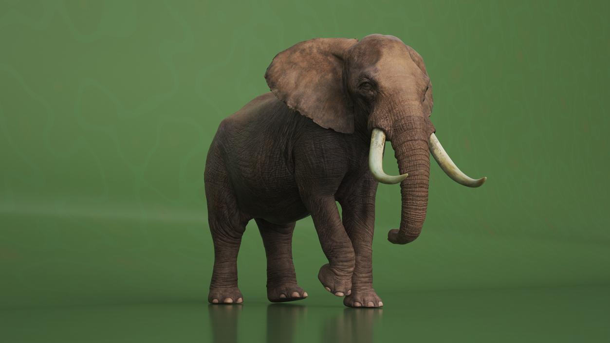 African Elephant Photorealistic Rigged Fur 3D