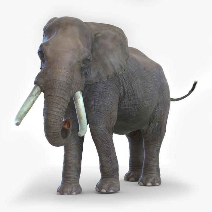 African Elephant Photorealistic Rigged Fur 3D