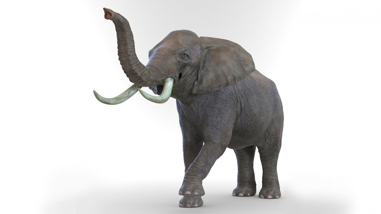 African Elephant Photorealistic Rigged Fur 3D