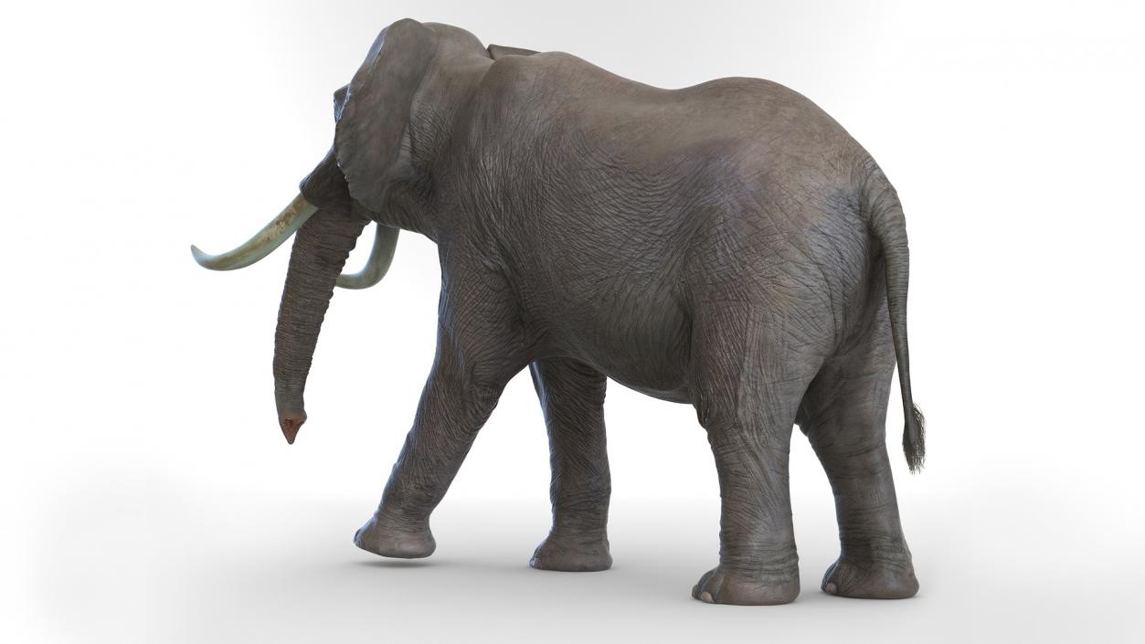 African Elephant Photorealistic Rigged Fur 3D