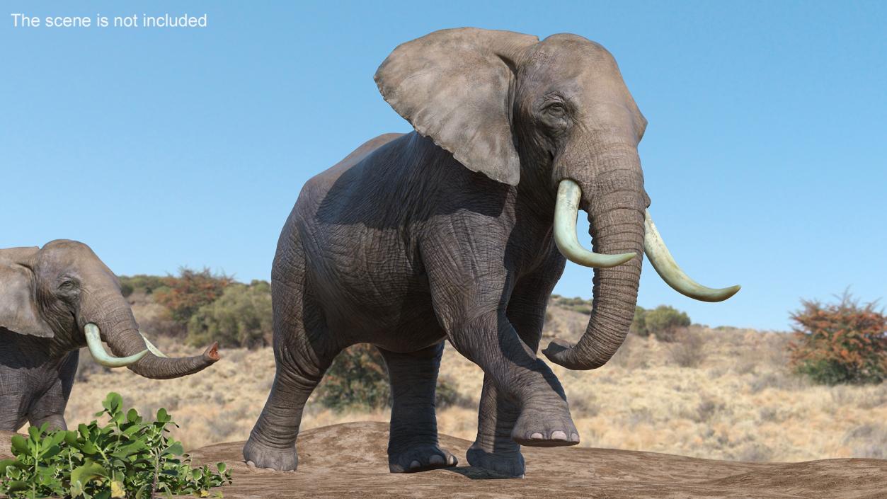 African Elephant Photorealistic Rigged Fur 3D