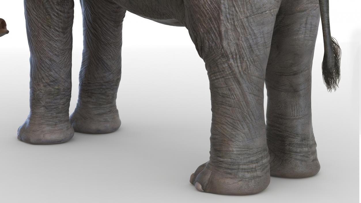 African Elephant Photorealistic Rigged Fur 3D