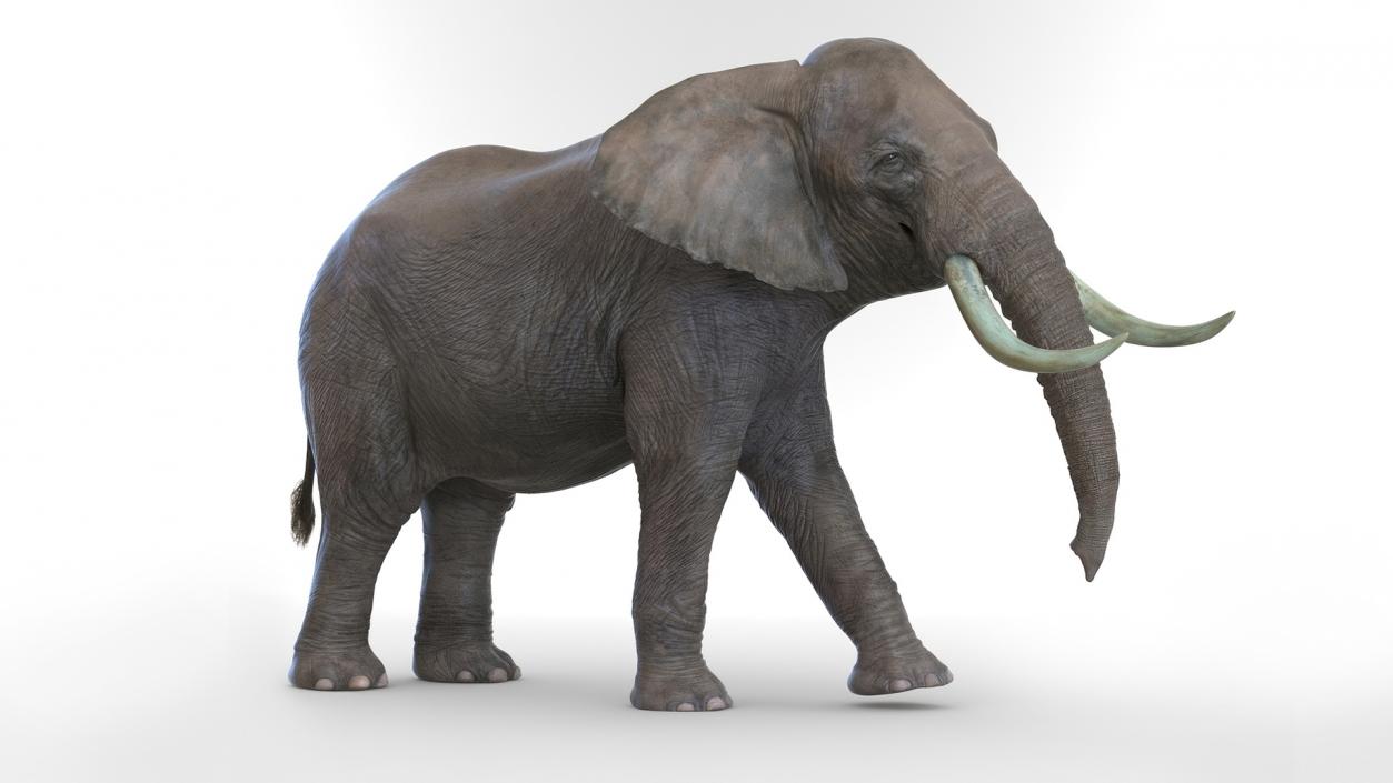 African Elephant Photorealistic Rigged Fur 3D