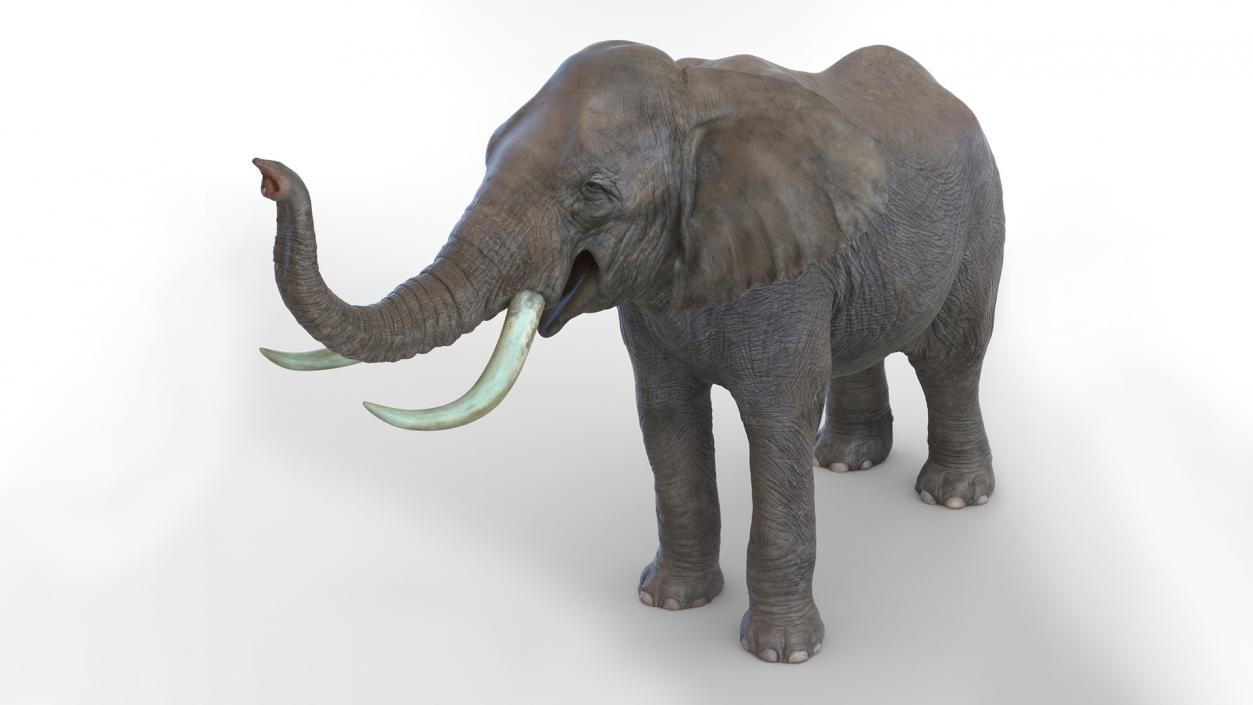 African Elephant Photorealistic Rigged Fur 3D