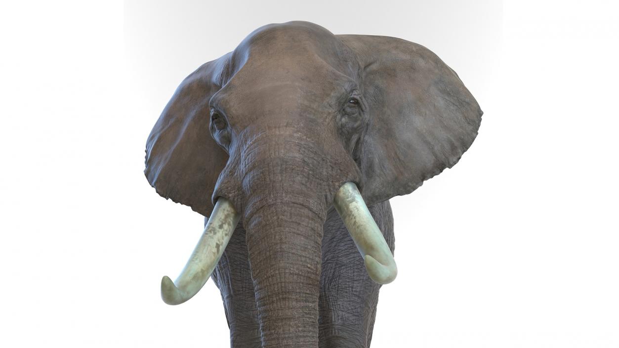 African Elephant Photorealistic Rigged Fur 3D