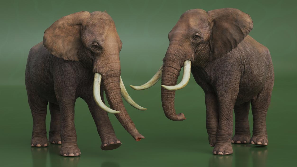 African Elephant Photorealistic Rigged Fur 3D