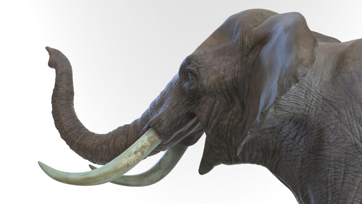 African Elephant Photorealistic Rigged Fur 3D