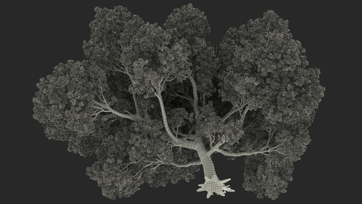 3D model Tabebuia Avellanedae Tree