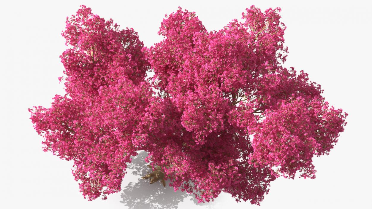 3D model Tabebuia Avellanedae Tree